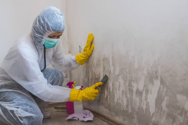 Crawl Space Mold Removal in Cashmere, WA