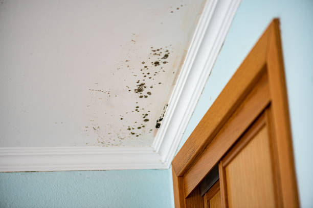 Best Toxic Mold Removal  in Cashmere, WA