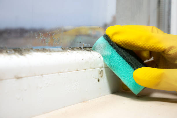 Best Black Mold Removal  in Cashmere, WA