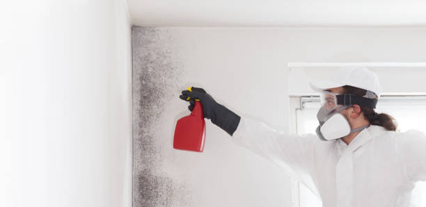 Best Residential Mold Removal  in Cashmere, WA
