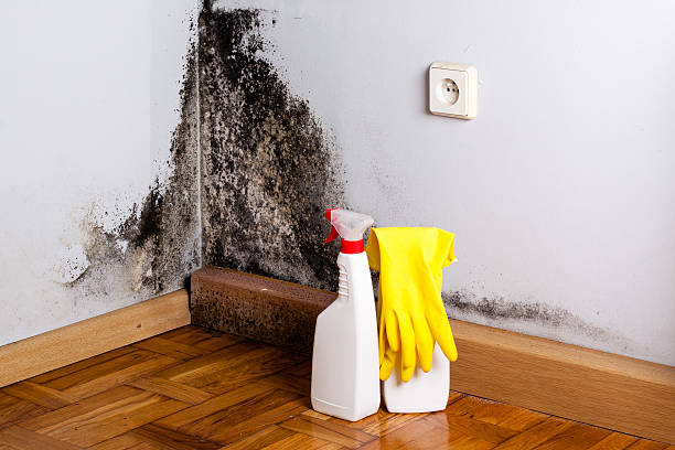 Best Mold Testing  in Cashmere, WA