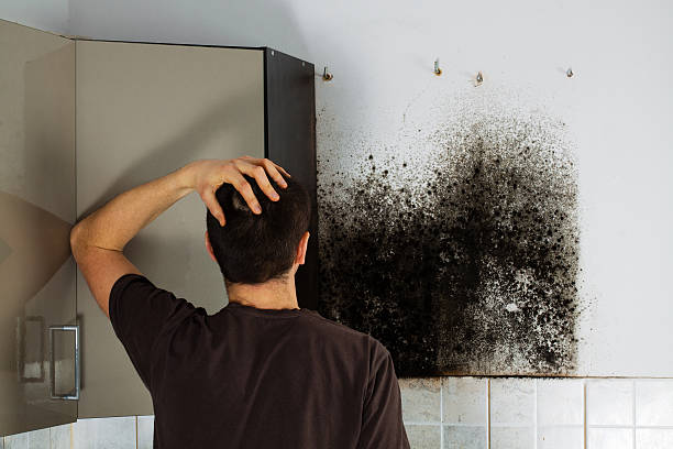 Best Local Mold Removal Service  in Cashmere, WA