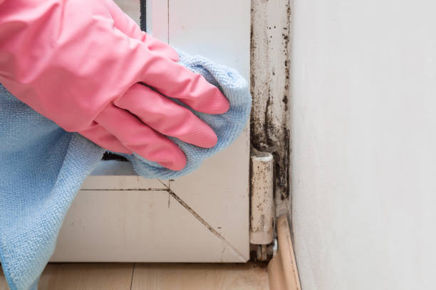 Mold Removal Process in Cashmere, WA